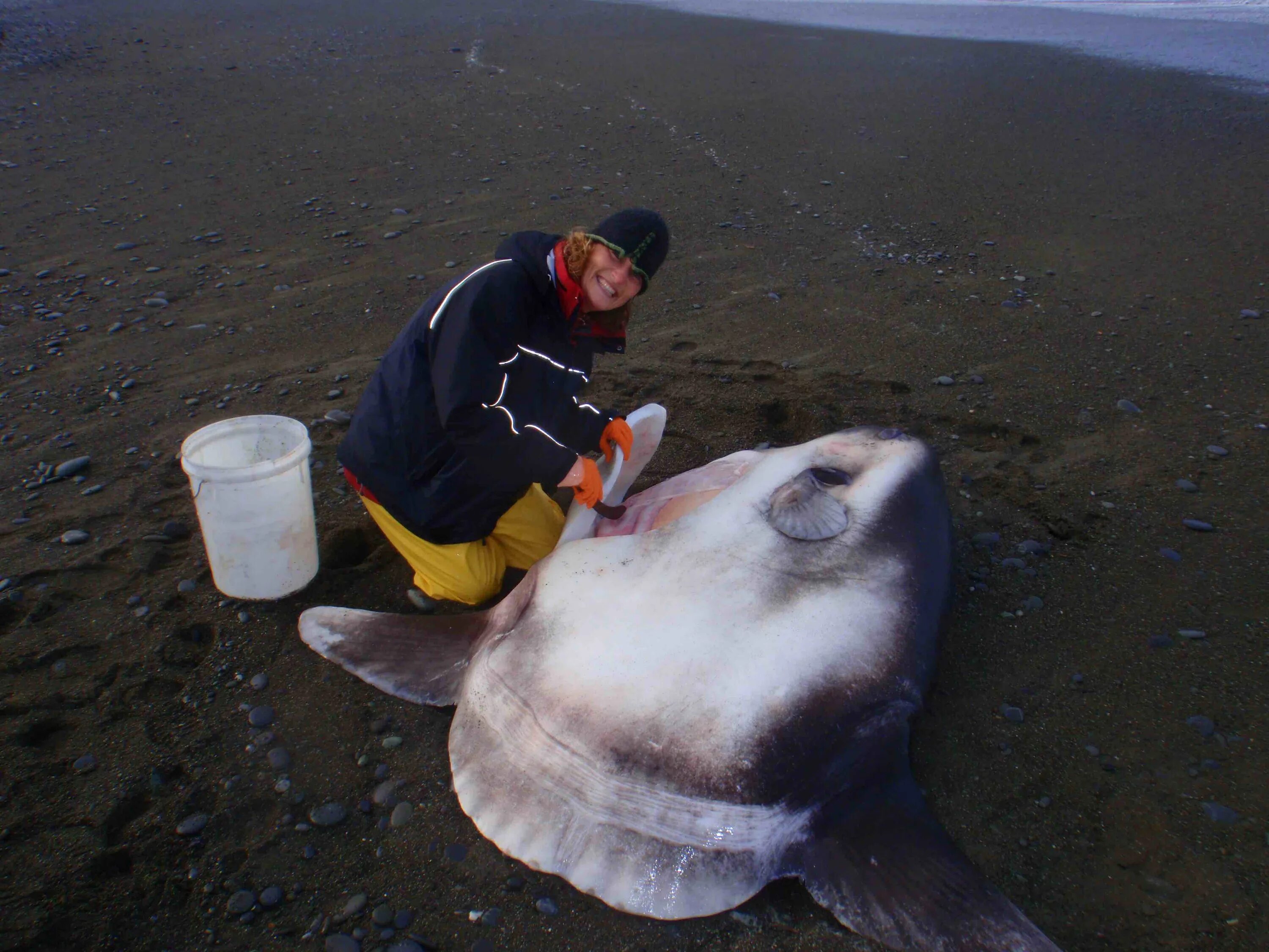 Мусульманские рыбы. Рыба Худвинкер (Mola Tecta). Hoodwinker Sunfish. Обыкновенная Луна-рыба Mola Mola. Гигантская рыба Луна.