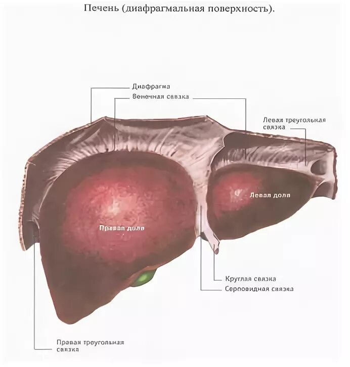 Край печени острый. Печень диафрагмальная поверхность висцеральная поверхность. Доли висцеральной поверхности печени. Диафрагмальная поверхность печени выпуклая, обращена. Вдавления печени на диафрагмальной поверхности.