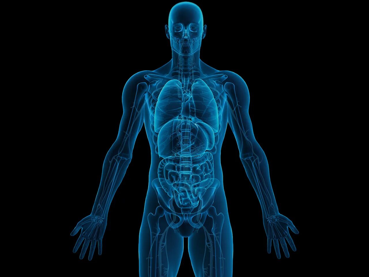 Human h. Органы человека. Внутренние органы человека 3д.