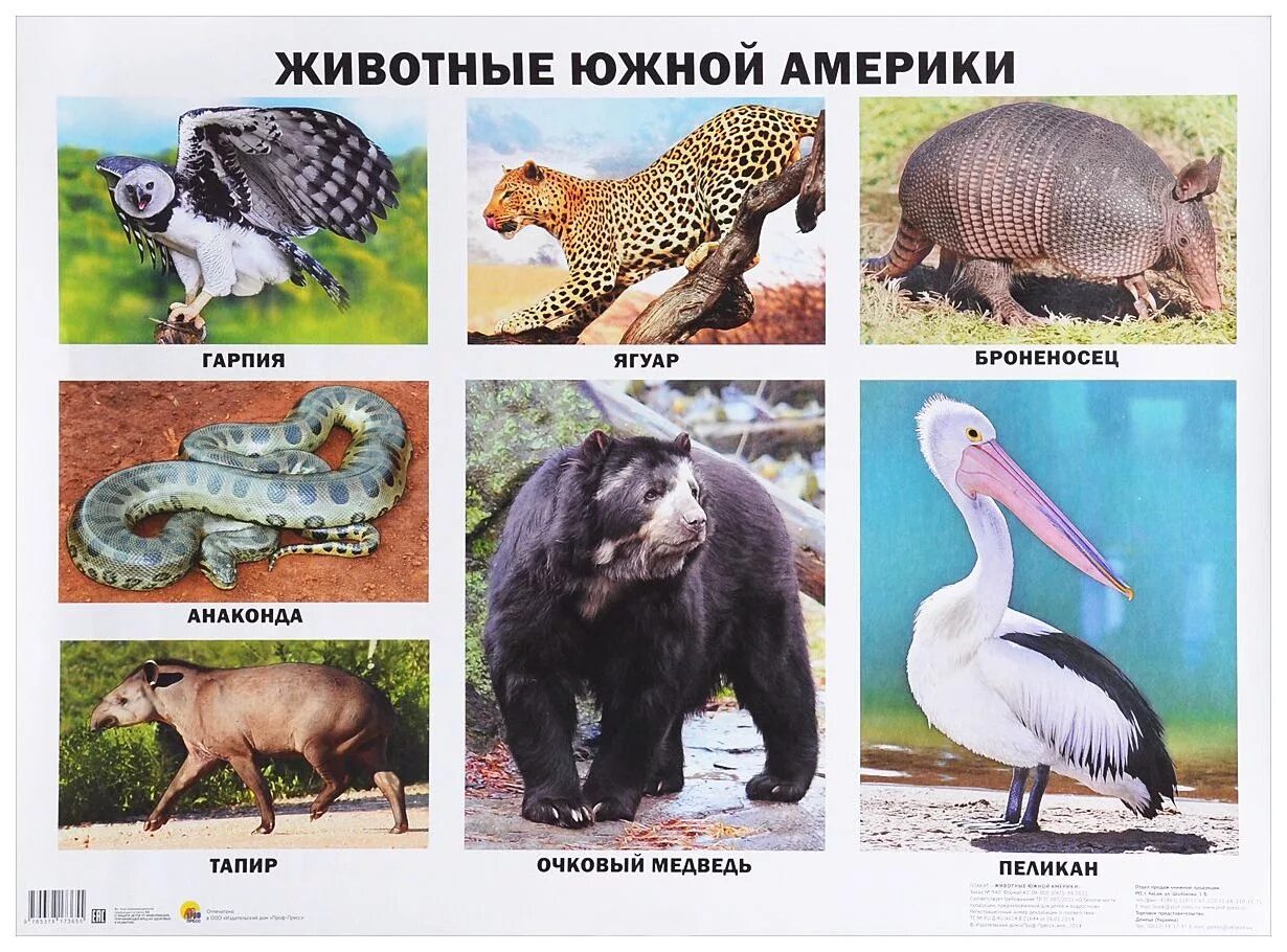 Дидактические карточки"Животные и растения Урала"