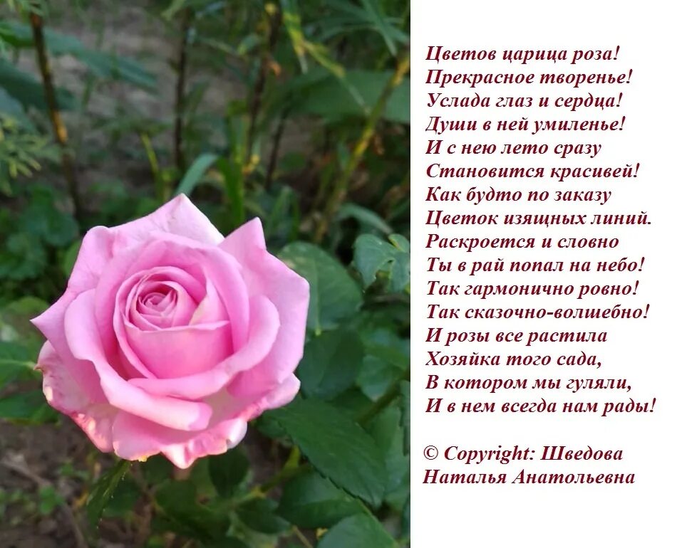 Текст розочка. Стихотворение про розу. Красивые стихи про розы. Стих про розу цветок. Розочки с стихами.