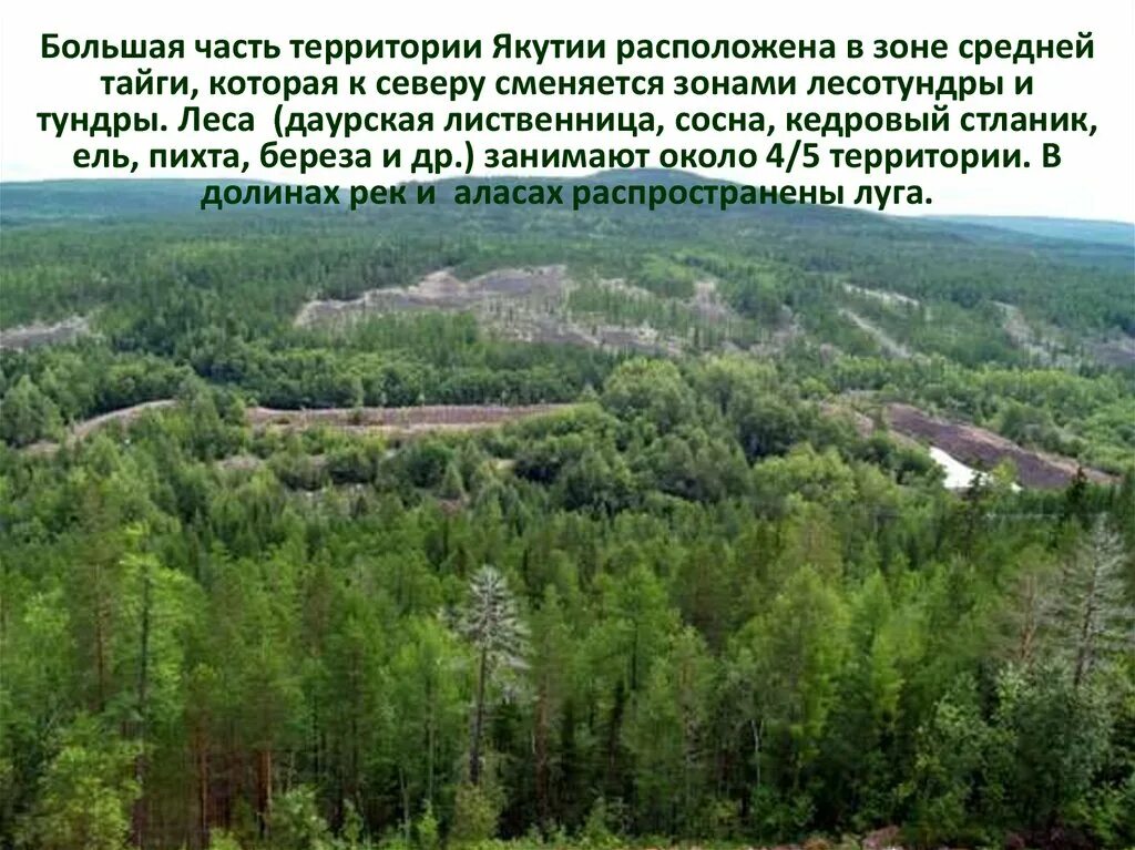 Природные зоны якутии. Лес Якутии лиственница Даурская. Зона средней тайги. Леса центральной Якутии. Большая часть территории находится в зоне тайги.