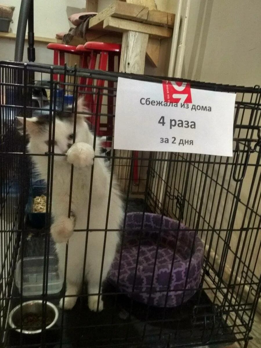 Можно ли бить кошек