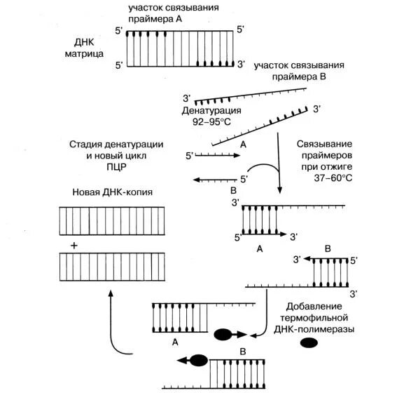 Полимеразная цепная реакция результат. Схема полимеразной цепной реакции микробиология. Схема ДНК-полимеразной реакции. . Полимеразная цепная реакция (ПЦР). Этапы. Этапы ПЦР схема.