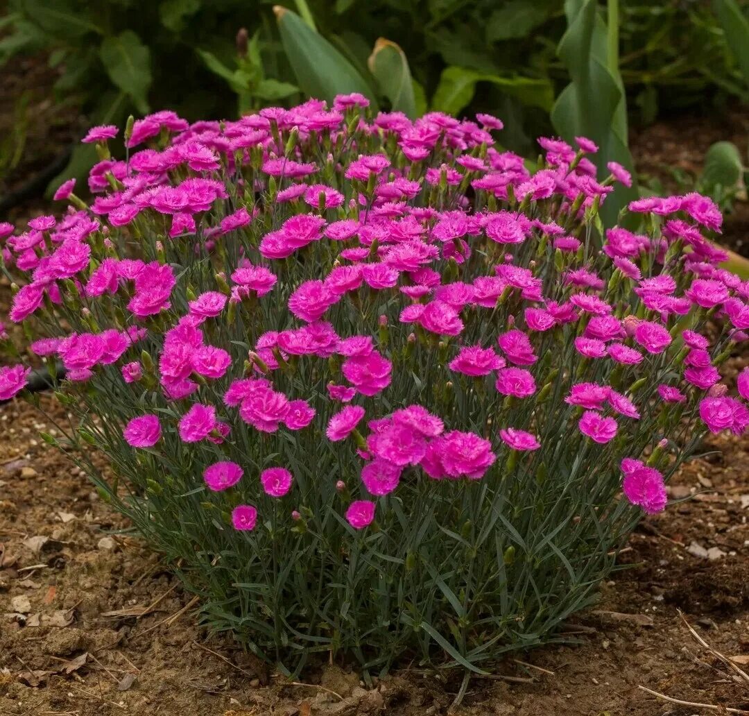 Посадка гвоздики перистой. Гвоздика Альпийская Dianthus Alpinus. Гвоздика травянка Альпийская. Гвоздика Альпийская Криспа. Гвоздика Альпийская (Dianthus alpinum `Rose Star`).