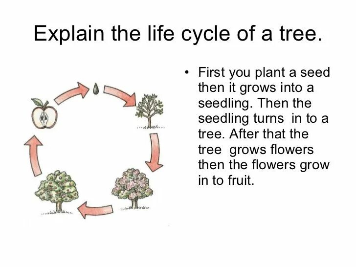 Teach the cycle of life перевод. Tree life cycle. teach the cycle of life. идиома tap into the cycle of friends. roses life cycle for kids.
