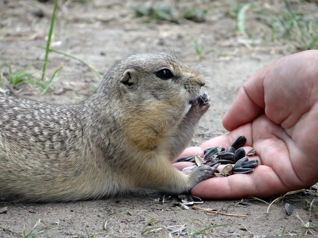 Суслик питание. Крапчатый суслик Spermophilus suslicus. Крапчатый суслик питание. Крапчатый суслик ест. Крапчатый суслик питается.