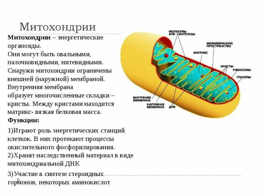 Мембрана митохондрий функции. Функции органоидов клетки митохондрии. Функции внешней мембраны митохондрий. Строение Крист митохондрий. Описание строения митохондрии