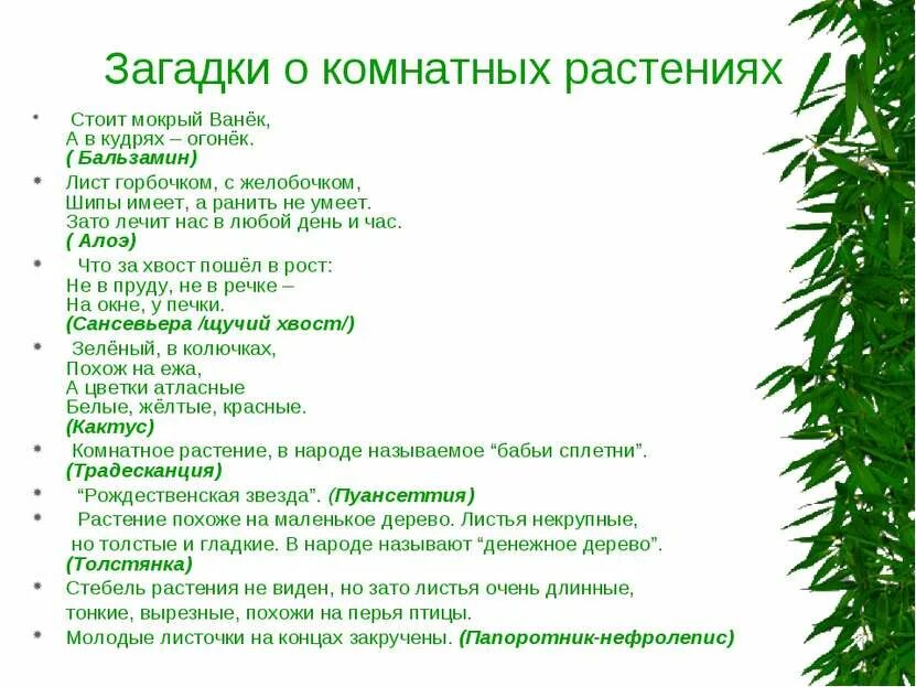 Загадки про комнатные растения для дошкольников. Загадка про комнатные растения для детей. Комнатные растения для дошкольников. Загадки о комнатных цветах. Загадки про комнатные цветы для детей.
