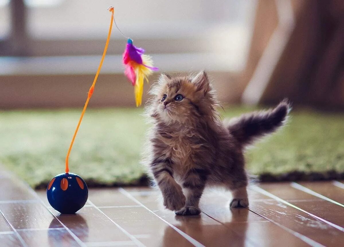 Кот который играет в. Котенок с мячиком. кошка играет. мячик для кота. котята играются.