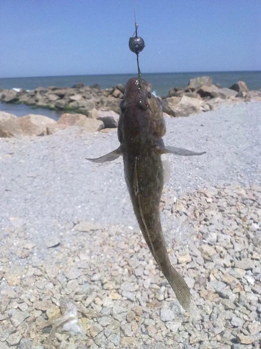 Бычки Азовского моря. Ловля бычка на Азовском море с берега. Четырёхполосный бычок в черном море. Бычок рыба Азовское море.