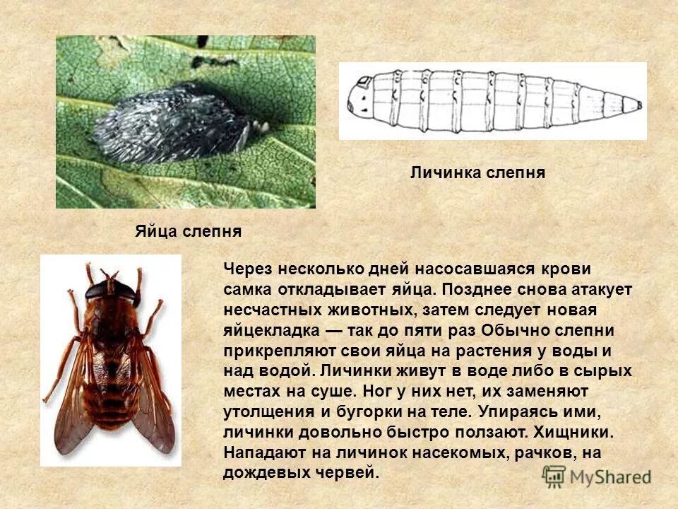 Тип развития слепня и короеда какой характерен