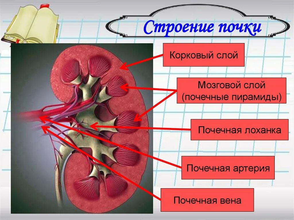 Почках и в головном мозге. Строение почки мозговой и корковый слои. Корковый слой и мозговой слой почки. Корковый слой почки строение. Мозговой слой почки строение.