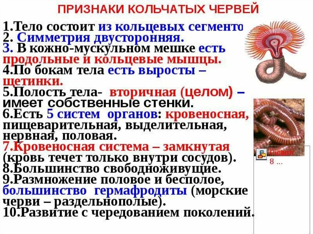 Строение и жизнедеятельность червей. Общая характеристика кольчатых червей. Тип кольчатые черви кратко. Тип кольчатые черви или кольчецы таблица. Характерные признаки типа кольчатые черви.