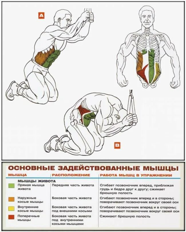 Как накачать пресс в зале. Мышцы живота и упражнения для них. Прокачка мышц. Базовые упражнения для пресса. Упражнения для мышц брюшного пресса.