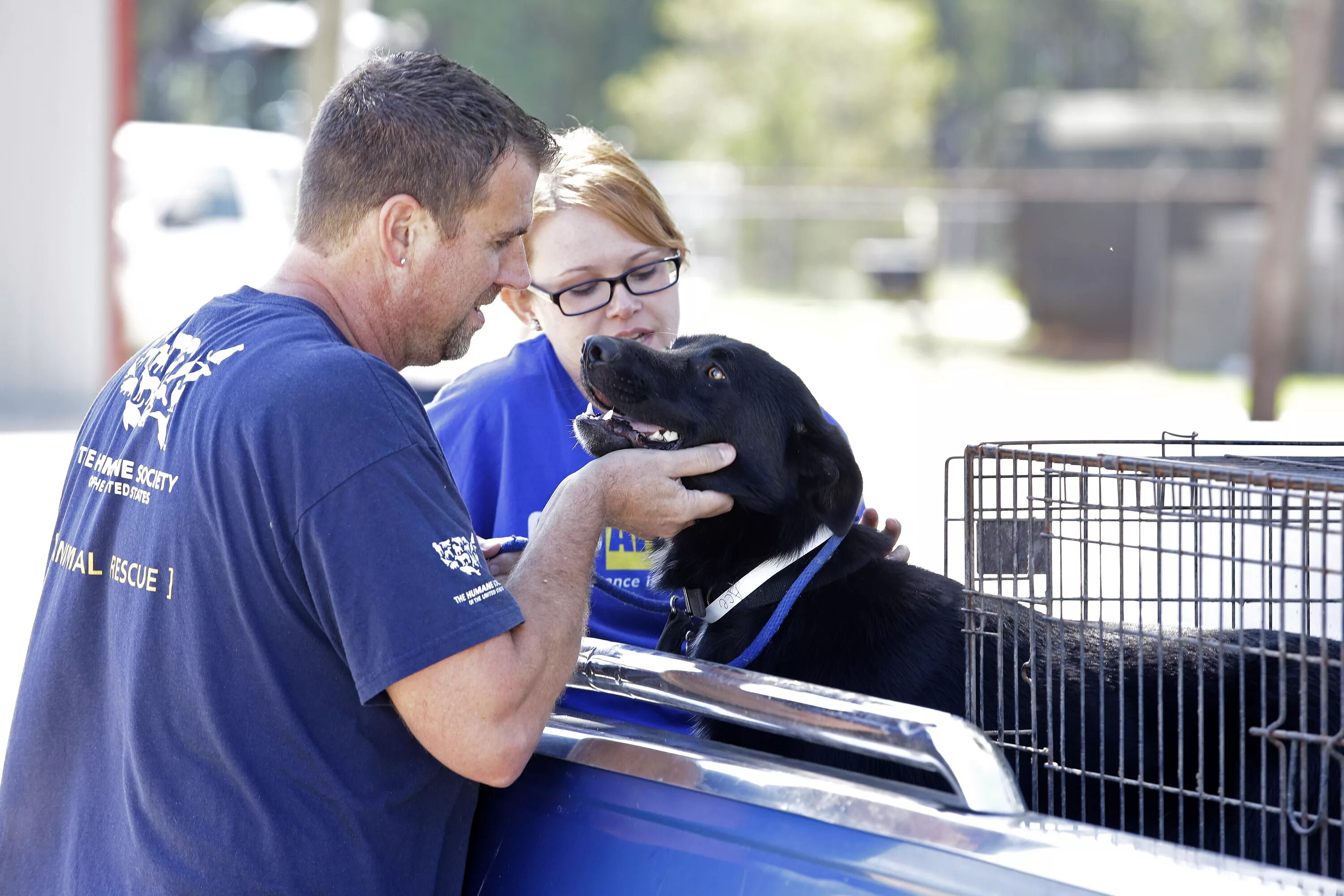 Volunteers help animals. Helping animals. Animals helping people. Volunteer help animals. "The Humane Society of Canada"+"o'Sullivan Farm, Wildlife Rehabilitation Centre, animal Shelters, Kuwait City Zoo".