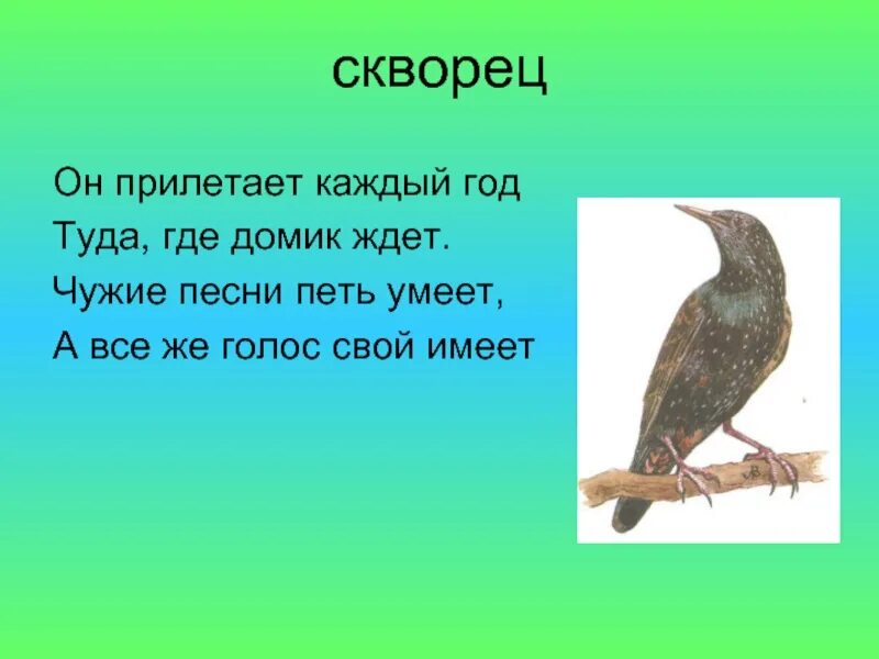 Скворец количество звуков. Загадка про скворца. Стихотворение про скворца. Загадка про скворца для детей. Стихотворение про скворца для детей.