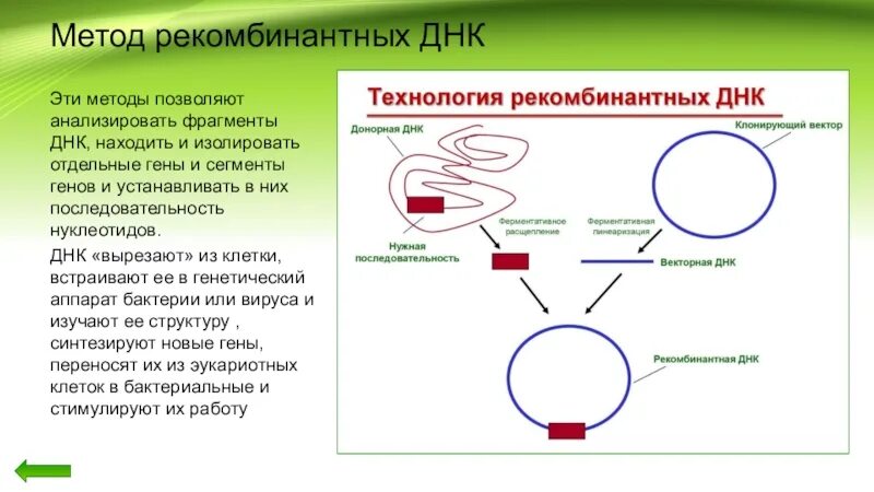 Обработка плазмидами. Методы и технологии рекомбинантной ДНК.. Этапы технологии рекомбинантной ДНК. Метод рекомбинантных ДНК схема. Метод рекомбинантных плазмид схема.