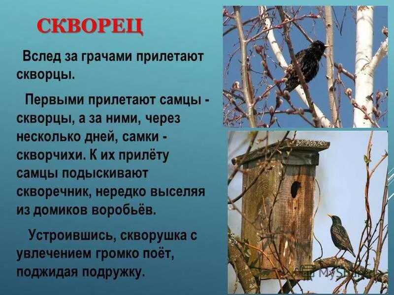 Гнездо скворца. Гнезда птиц скворец. Гнезда грачей на дереве. Грач птица гнездо. В каком месяце прилетают скворцы