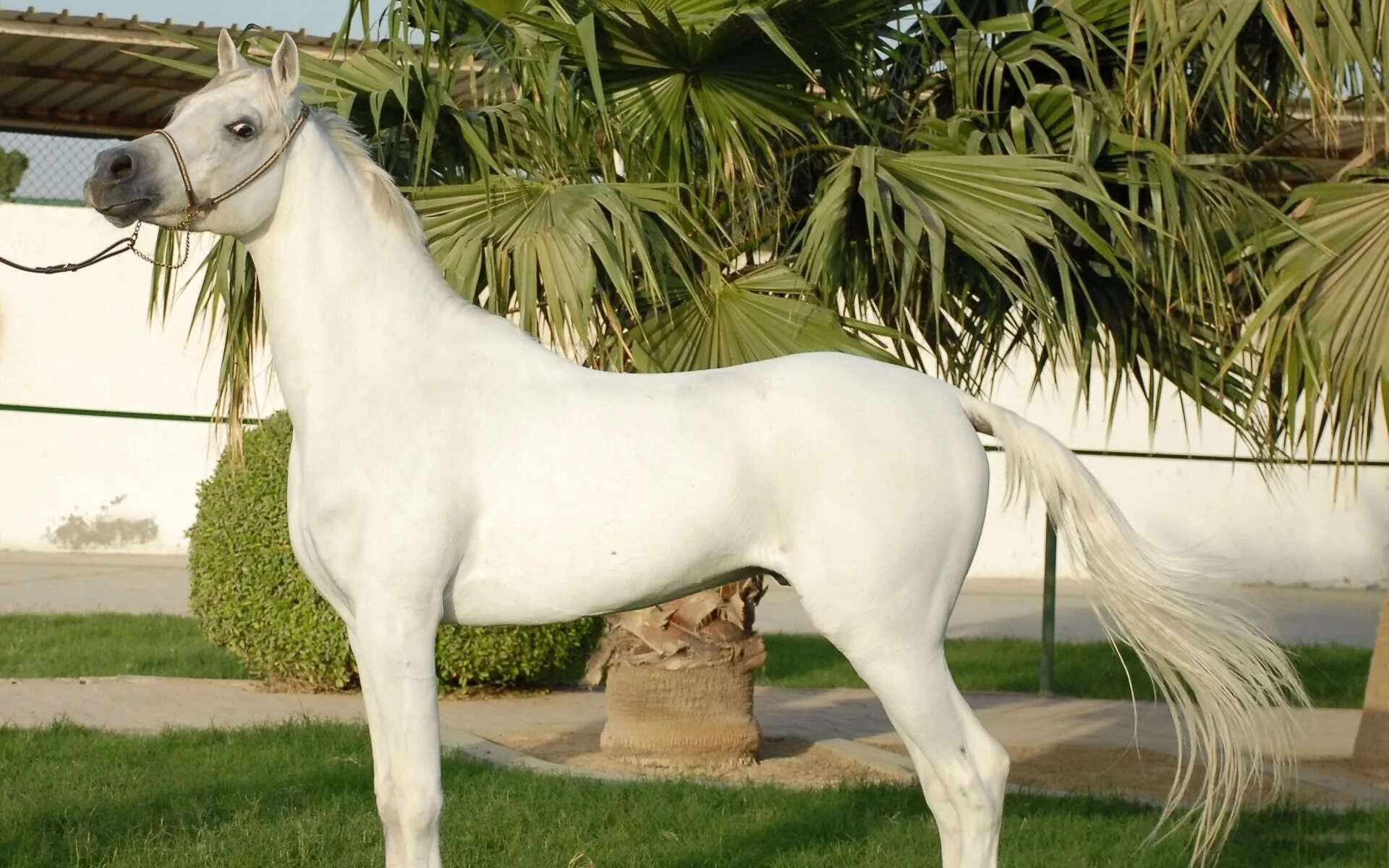 Арабская Скаковая порода. Марвари масти. Арабская Скаковая лошадь. Масти арабских скакунов.
