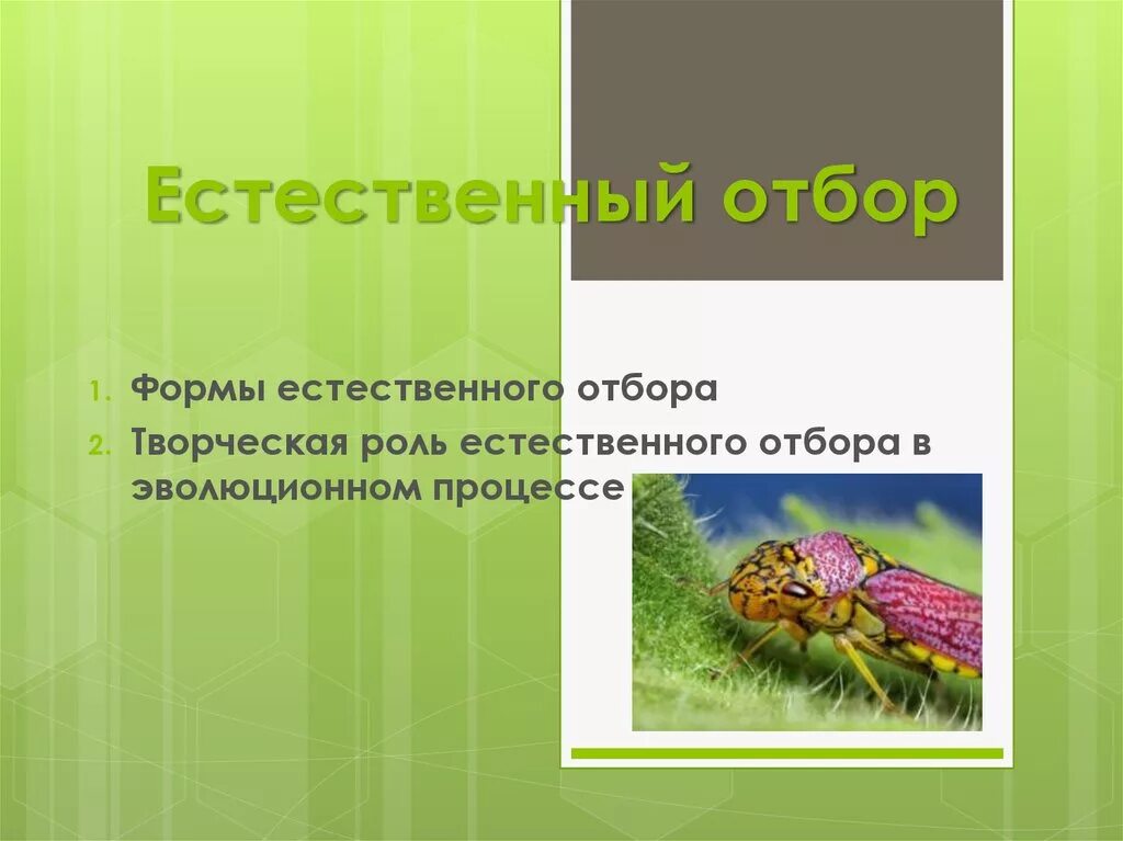 Естественный отбор презентация 11 класс по биологии. Естественный отбор биология 11 класс. Творческая роль естественного отбора отбор. Естественный отбор биология 9 класс. Тест по биологии естественный отбор 9 класс