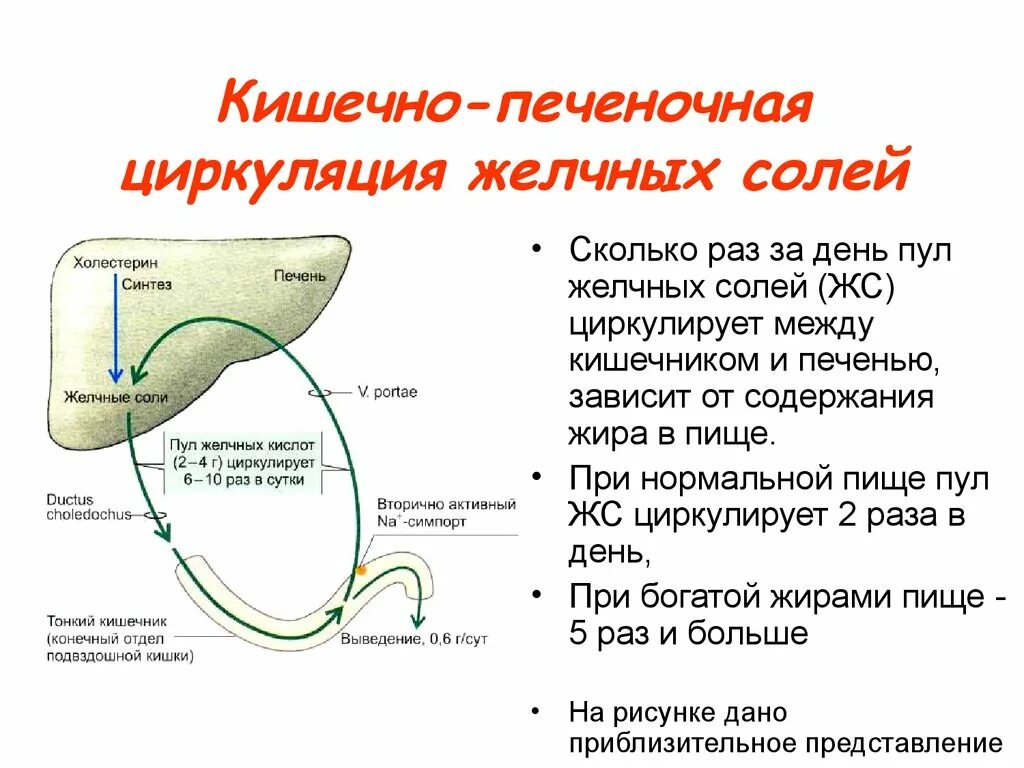 Желчные кислоты печени. Кишечно-печёночная циркуляция жёлчных кислот. Кишечно-печеночная рециркуляция желчных кислот. Циркуляция солей желчных кислот. Кишечно-печеночный кругооборот желчных кислот..