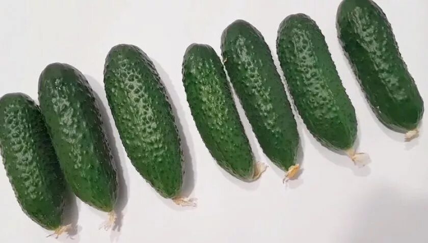 Семена огурцов бьерн. Бьерн ф1 огурец. Enza zaden семена. Огурец бьёрн агроэлита. Партнер огурец бьерн f1.