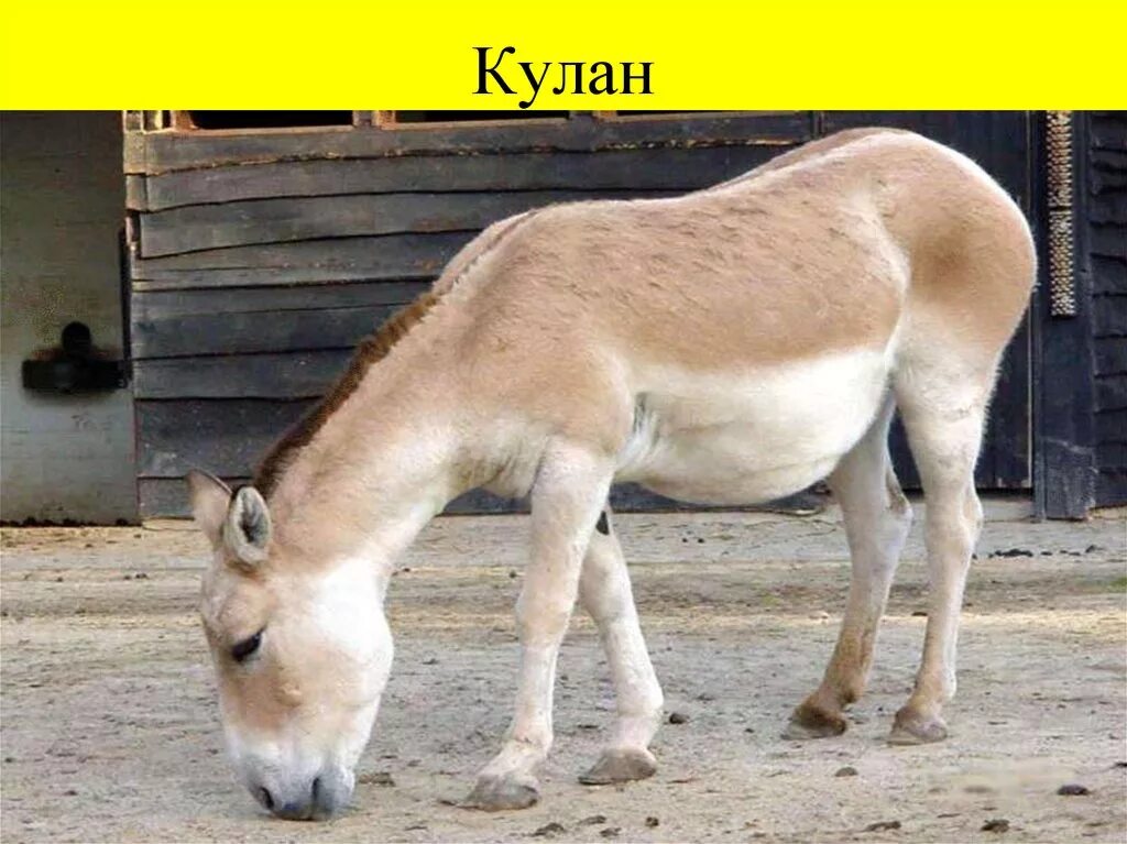 Кулан область. Кулан, лошадь Пржевальского, осел. Кулан копыта. Кулан парнокопытные. Осел парнокопытное.