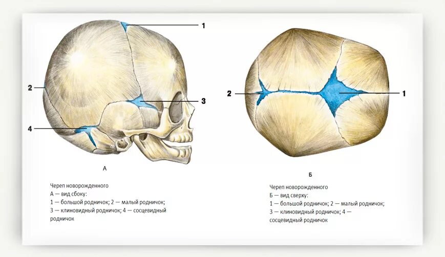 Большой родничок кости. Роднички черепа новорожденного таблица. Роднички черепа новорожденного. Череп человека темечко. Череп человека Родничок.