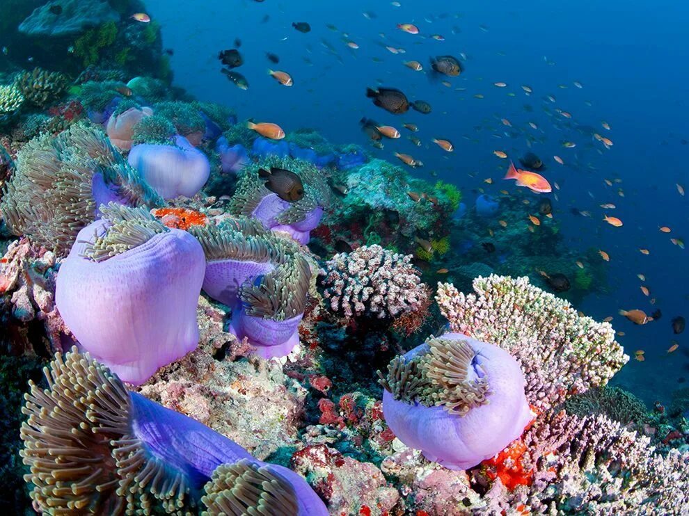 Coral reef s. Риф Фоттейо Мальдивы. Банановый риф Мальдивы остров. Мальдивы острова коралловые рифы. Коралловые Атоллы Мальдивы.
