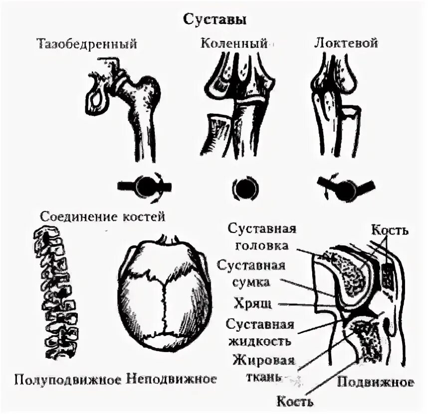 Типы соединения костей анатомия. Соединение костей строение сустава классификация суставов. Типы соединения костей схема. Соединение костей скелета человека таблица.