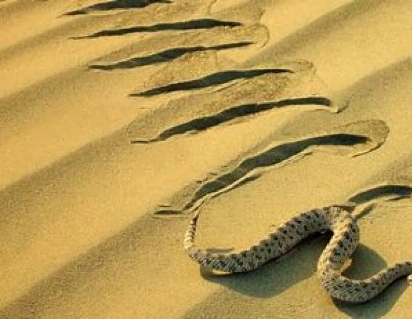 Змея ползет. След змеи. Змея ползет по песку. Следы змеи в пустыне.