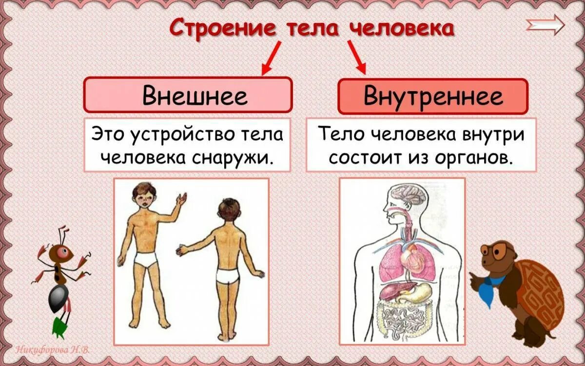 Внутреннее и внешнее строение человека 3 класс. Неправильное строение тела. строение человека внутренние органы. хочу все знать. тело человека.