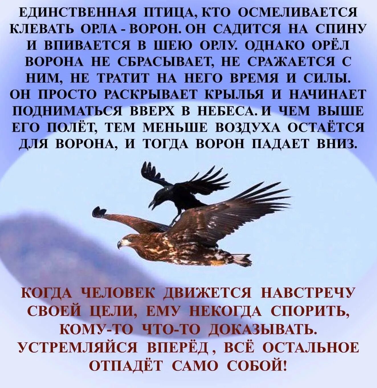 Бросивший вызов небесам. Притча про орла и ворона. Орел и ворон притча. Притча об Орле и вороне. Притча про орла.