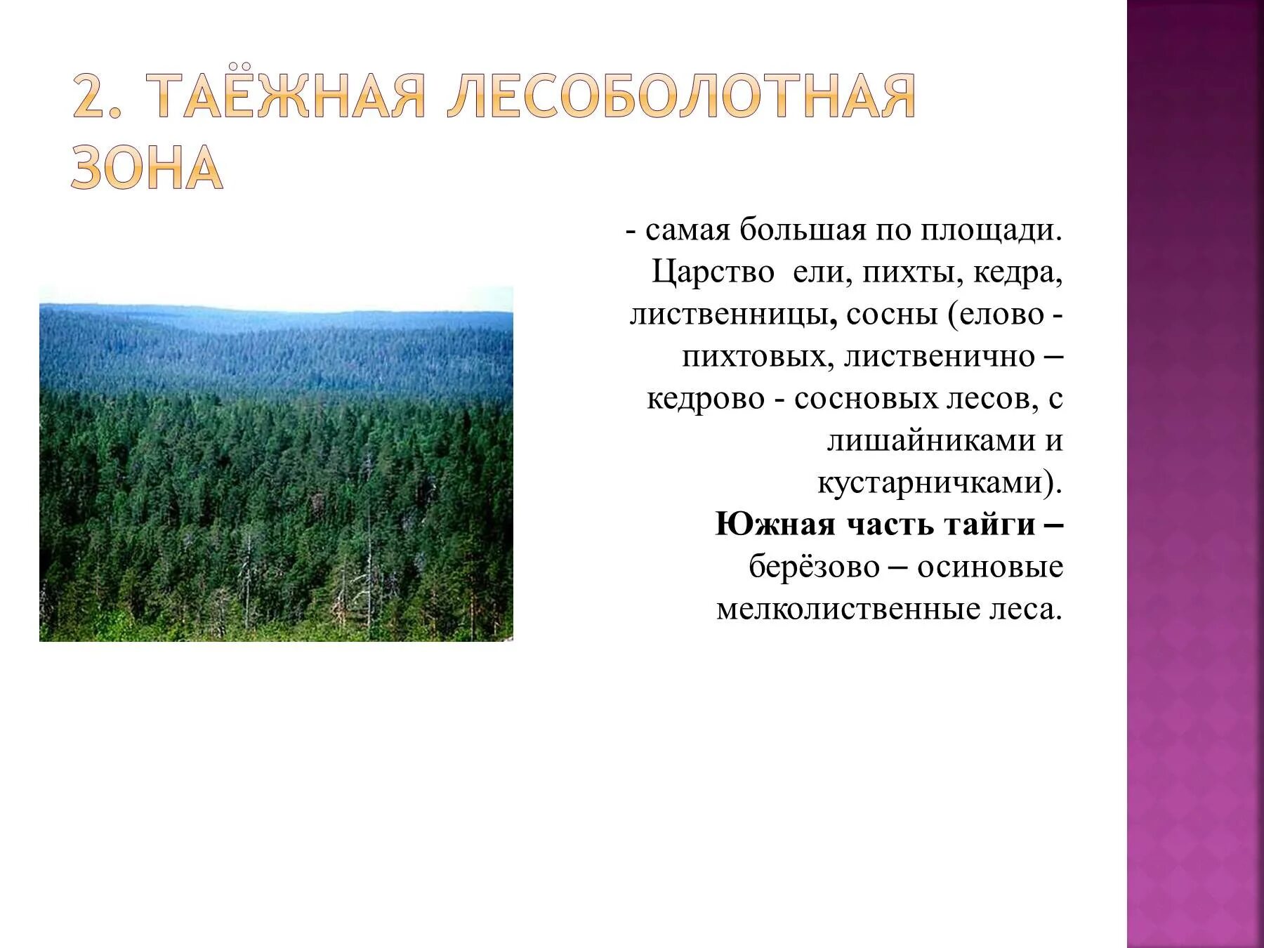 Какой климат в зоне тайги. Таежная Лесоболотная зона. Таёжная Лесоболотная зона Западно сибирской равнины. Растительность таежной лесоболотной зоны. Климат таежной лесоболотной зоны.