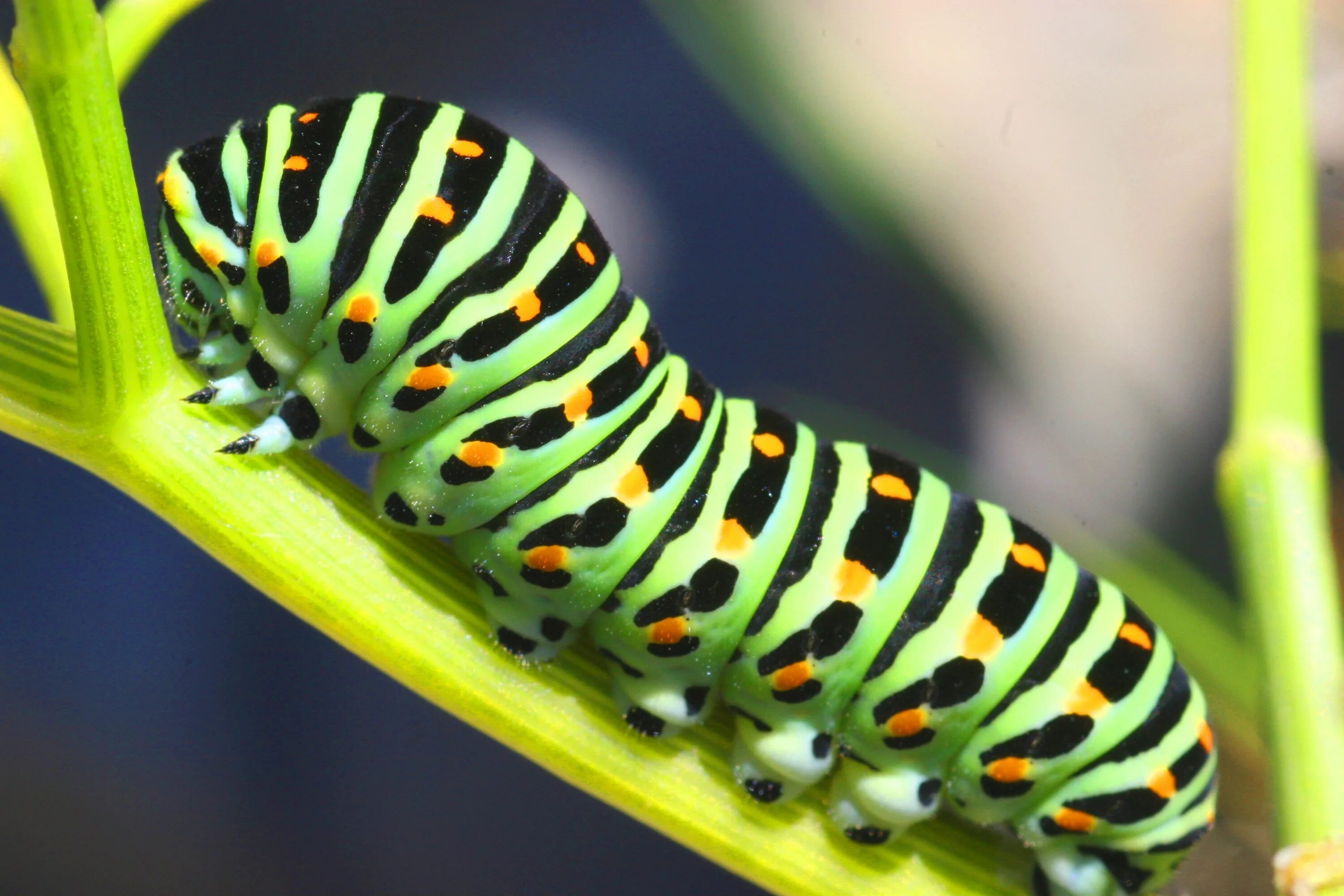 Гусеница бабочки 7. Парусник Коцебу гусеница. Papilio Troilus гусеница. Гусеница бабочки Коцебу. Парусник Антимах гусеница.