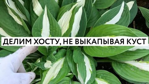 Когда лучше пересаживать хосту на другое место