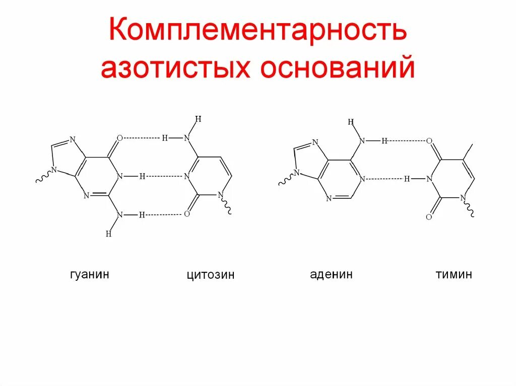 Комплиментарные днк. Комплементарные пары азотистых оснований в нуклеиновых кислотах. Комплементарные азотистые основания в ДНК. Комплементарность азотистых оснований. Азотистые основания ДНК формулы.