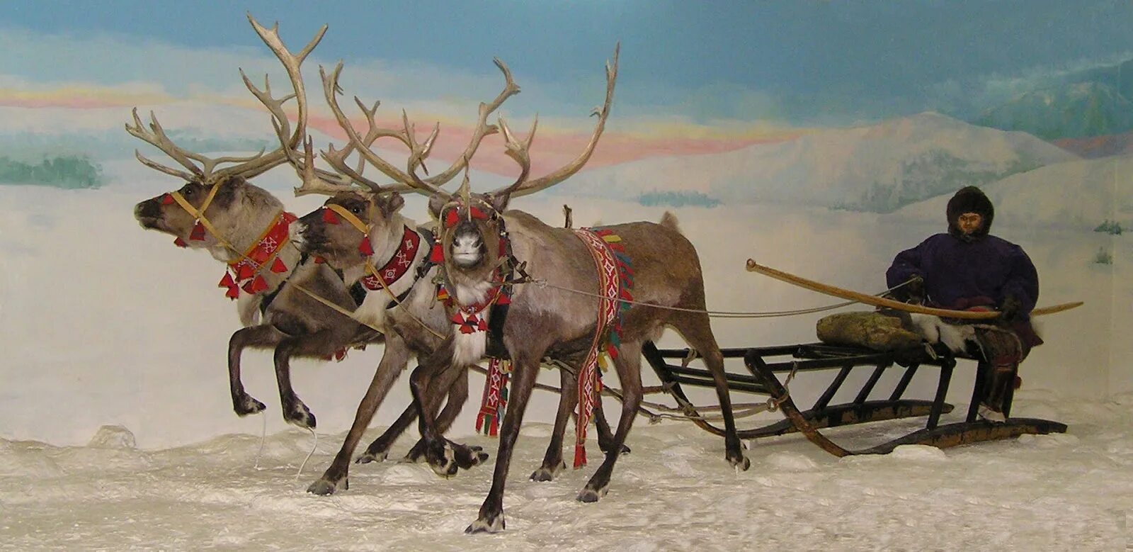 пулка спорт хаски. шест для управления оленьей упряжкой. нганасаны нарты. шест для нарт. прямокопыльные нарты.