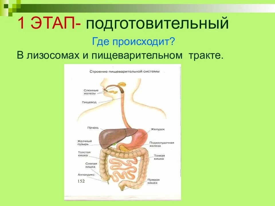 Какой процесс происходит в лизосоме. Этапы процесса пищеварения. строение пищеварительного тракта. где происходит пищеварение. подготовительный этап пищеварения.