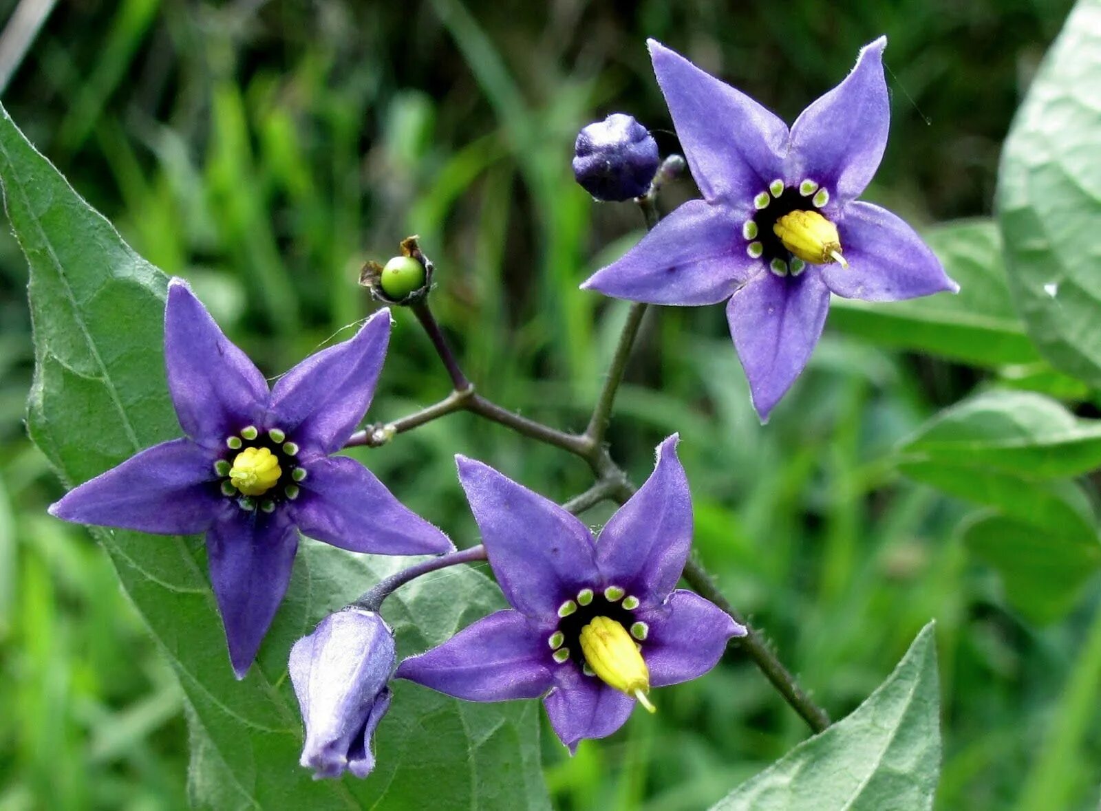 Poisonous flower. Nightshade растение. Nightshade — белладонна. Цветок Deadly Nightshade.