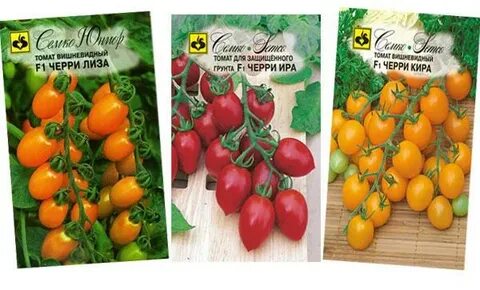 Характеристика томата черри ира