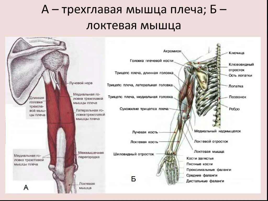 Трицепс мышца. Сухожилие трехглавой мышцы плеча. Длинная головка трехглавой мышцы функции. Трицепс анатомия крепление. Трехглавая мышца плеча начало прикрепление функции.