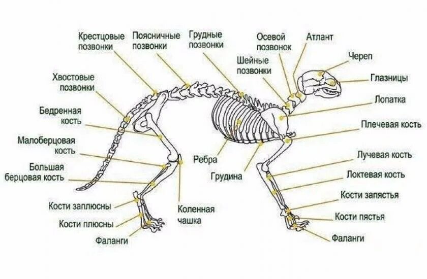 Как устроен лев
