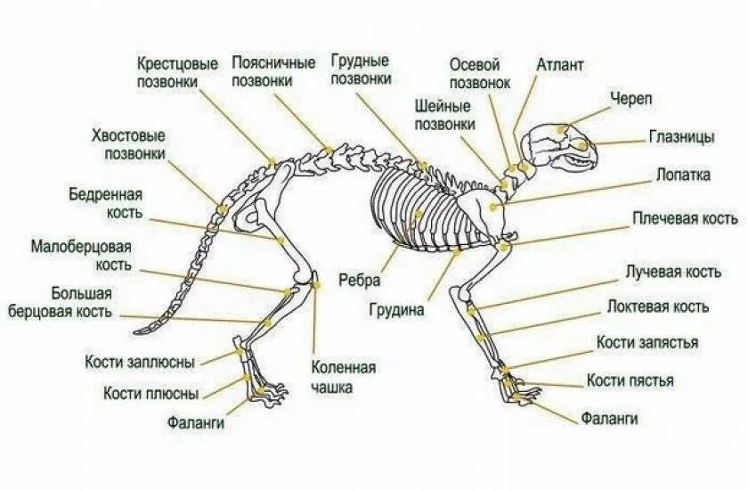 Скелет кошки с названием костей. Строение скелета котенка. Анатомия костей задних конечностей кошки. Строение скелета млекопитающих кошка.