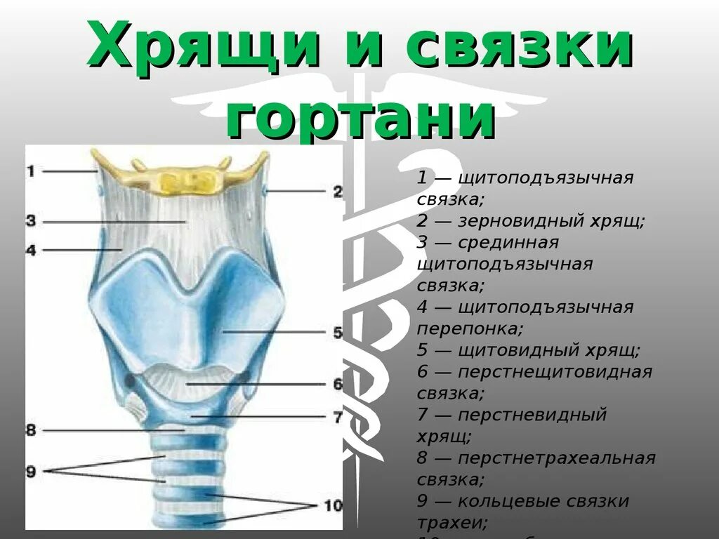 Хрящевое строение гортани. Надгортанник и щитовидный хрящ. Строение гортани, хрящи гортани. Голосовые связки.. Надгортанник щитовидный хрящ голосовые связки. Гортань строение анатомия хрящи.