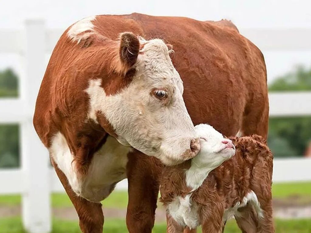 Корова кормилица. Коровы и телята. Красивый теленок. Теленок с мамой.