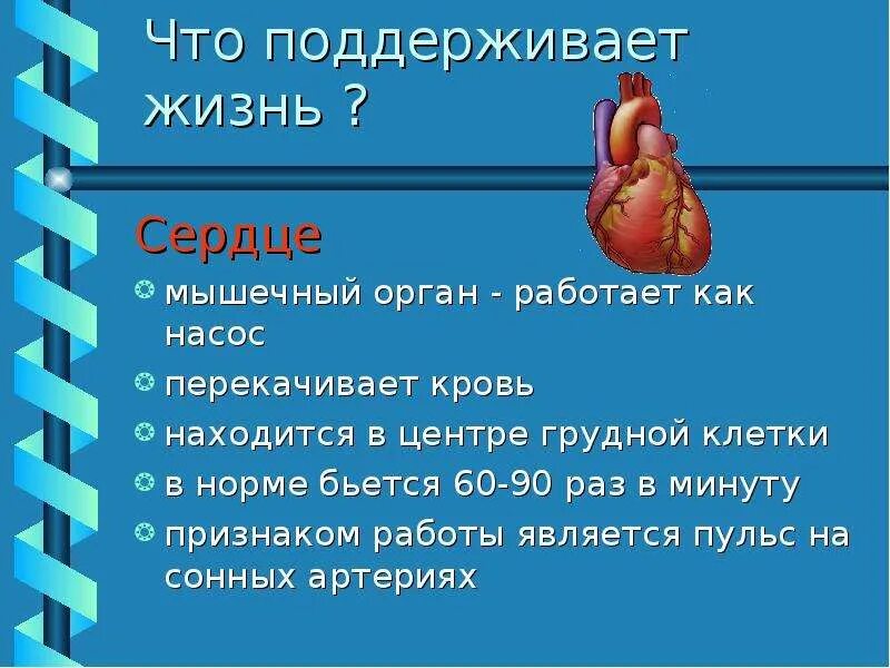 Сердце кровь сколько литров. Сердце перекачивает кровь. Сердце как насос перекачивает кровь. Сердце как насос перекачивает кровь по сосудам. Работа сердца как насоса.