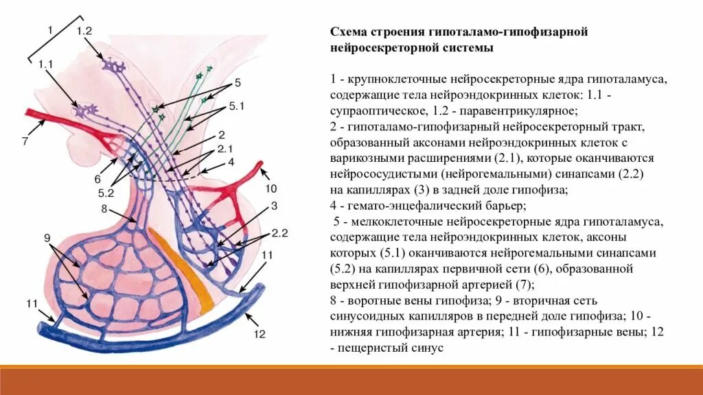 Схема строения гипоталамо гипофизарной нейросекреторной системы. Рис. Схема взаимовлияния органов гипоталамо-гипофизарной системы:. Гипоталамо-гипофизарная система гистология кратко. Гипоталамо-гипофизарная система гистология Быков.