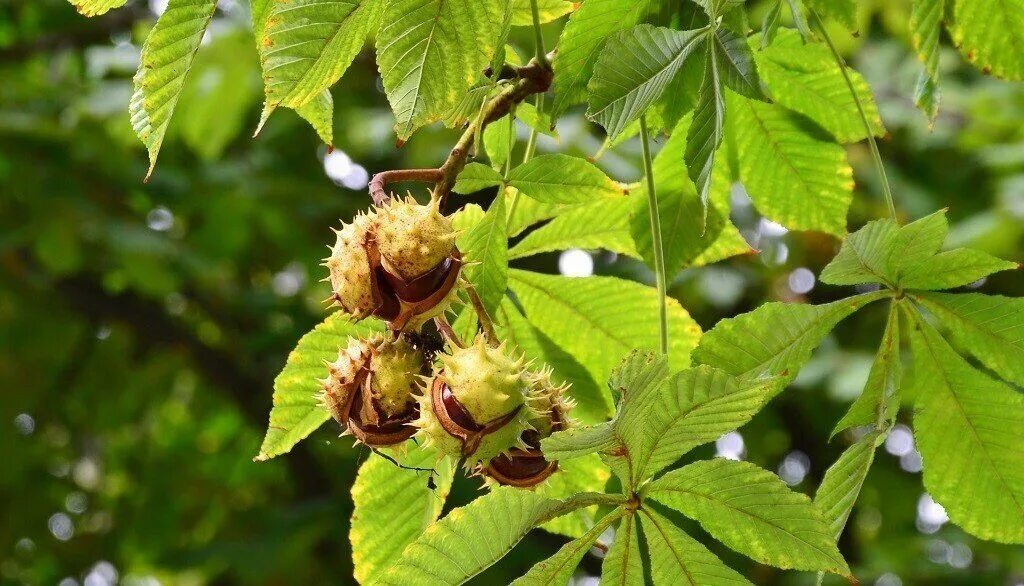 Каштан (Aesculus hippocastanum). Конский каштан обыкновенный. Конский каштан дерево. Конский каштан обыкновенный плод.